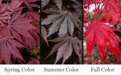 Yasemin Full Moon Japanese Maple - 5 Gallon Pot 10 Yasemin Full Moon Japanese Maple - 5 Gallon Pot -Foliage Dream Sales Store acer shirasawanum yasemin full moon japanese maple 10