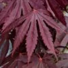 Yasemin Full Moon Japanese Maple - 5 Gallon Pot