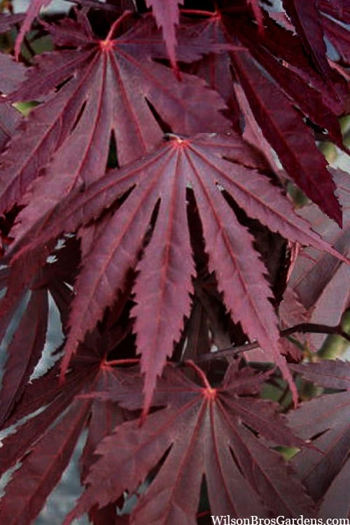 Yasemin Full Moon Japanese Maple - 5 Gallon Pot 1 Yasemin Full Moon Japanese Maple - 5 Gallon Pot