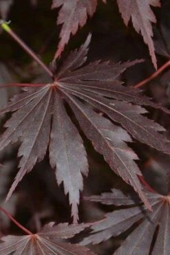 Yasemin Full Moon Japanese Maple - 5 Gallon Pot 13 Yasemin Full Moon Japanese Maple - 5 Gallon Pot -Foliage Dream Sales Store acer shirasawanum yasemin full moon japanese maple 2