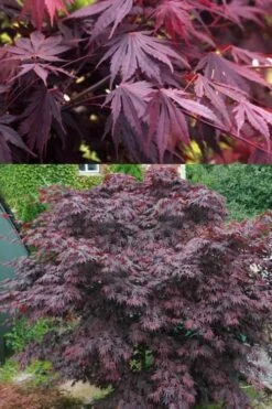 Yasemin Full Moon Japanese Maple - 5 Gallon Pot 11 Yasemin Full Moon Japanese Maple - 5 Gallon Pot -Foliage Dream Sales Store acer shirasawanum yasemin full moon japanese maple 5