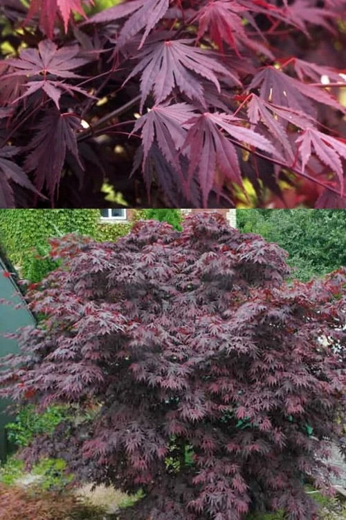 Yasemin Full Moon Japanese Maple - 5 Gallon Pot 5 Yasemin Full Moon Japanese Maple - 5 Gallon Pot - Image 5