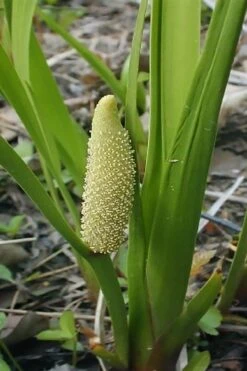 American Sweet Flag (Acorus Americanus) - 8 Pack Of 1 Gallon Pots -Foliage Dream Sales Store acorus americanus american sweet flag 10