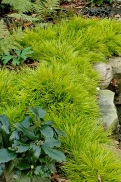 Dwarf Golden Sweet Flag (Acorus Gramineus 'Minimus Aureus') - 5 Pack Of Quart Pots -Foliage Dream Sales Store acorus gramineus minnimus aurea dwarf golden sweet flag 101