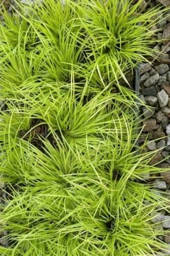 Dwarf Golden Sweet Flag (Acorus Gramineus 'Minimus Aureus') - 5 Pack Of Quart Pots -Foliage Dream Sales Store acorus gramineus minnimus aurea dwarf golden sweet flag 105