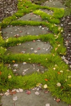 Dwarf Golden Sweet Flag (Acorus Gramineus 'Minimus Aureus') - 5 Pack Of Quart Pots -Foliage Dream Sales Store acorus gramineus minnimus aurea dwarf golden sweet flag 106