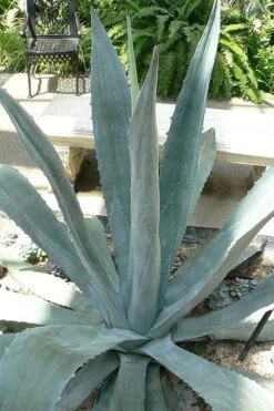 American Agave (Century Plant) - 3 Gallon Pot -Foliage Dream Sales Store agave americana centrury plant 1