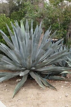 American Agave (Century Plant) - 3 Gallon Pot -Foliage Dream Sales Store agave americana centrury plant 5