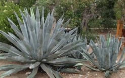 American Agave (Century Plant) - 3 Gallon Pot -Foliage Dream Sales Store agave americana centrury plant 6