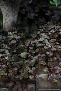Bronze Beauty Ajuga - Bugleweed - 1 Gallon Pot -Foliage Dream Sales Store ajuga bronze beauty 30