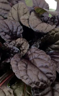 Fierce Falcon Ajuga (Bugleweed) - 5 Pack Of Quart Pots -Foliage Dream Sales Store ajuga fierce falcon 3