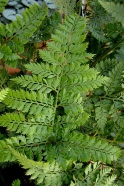 Shiny Bristle Fern - 6 Pack Of 1 Gallon Pots -Foliage Dream Sales Store arachnoides davalliaeformis shiny bristle fern 2