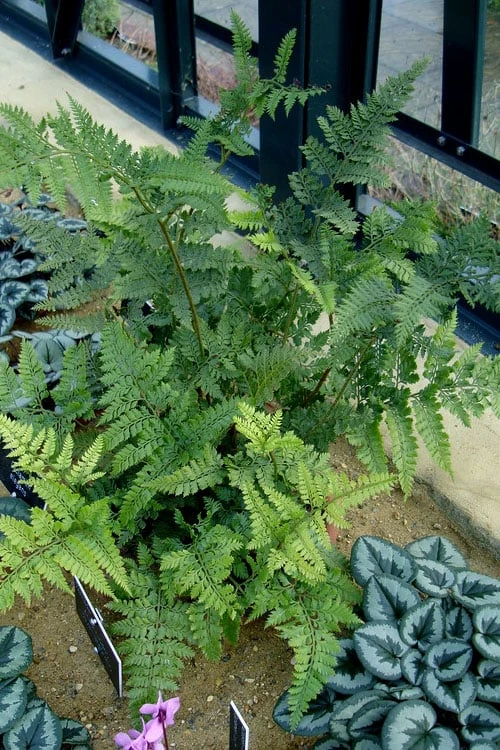 Shiny Bristle Fern - 1 Gallon Pot 5 Shiny Bristle Fern - 1 Gallon Pot - Image 5