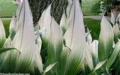 Snowcap Cast Iron Plant (Aspidistra Elatior 'Snowcap') - 3 Gallon Pot -Foliage Dream Sales Store aspidistra elatior snow cap cast iron plant 2