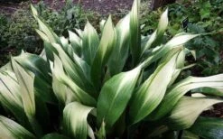 Snowcap Cast Iron Plant (Aspidistra Elatior 'Snowcap') - 3 Gallon Pot -Foliage Dream Sales Store aspidistra elatior snow cap cast iron plant 3