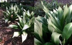 Snowcap Cast Iron Plant (Aspidistra Elatior 'Snowcap') - 3 Gallon Pot -Foliage Dream Sales Store aspidistra elatior snow cap cast iron plant 4
