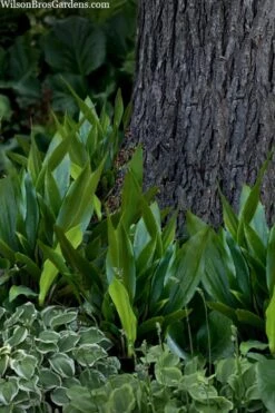 Tiny Tank Dwarf Cast Iron Plant - 3 Gallon Pot -Foliage Dream Sales Store aspidistra elatior tiny tank dwarf cast iron plant 4