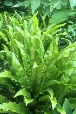 Hart's Tongue Fern (Asplenium Scolopendrium) - 1 Gallon Pot 8 Hart's Tongue Fern (Asplenium Scolopendrium) - 1 Gallon Pot -Foliage Dream Sales Store asplenium scolopendrium harts tongue fern 3