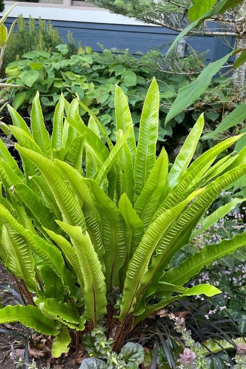 Hart's Tongue Fern (Asplenium Scolopendrium) - 1 Gallon Pot 1 Hart's Tongue Fern (Asplenium Scolopendrium) - 1 Gallon Pot
