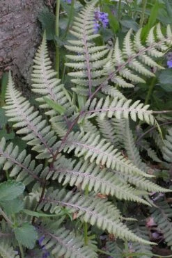 Japanese Painted Fern - 6 Pack Of 1 Gallon Pots -Foliage Dream Sales Store athyrium niponicum pictum japanese painted fern 103 1