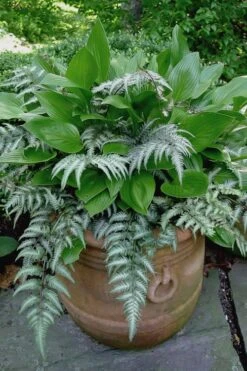 Japanese Painted Fern - 10 Count Flat Of Quart Pots 10 Japanese Painted Fern - 10 Count Flat Of Quart Pots -Foliage Dream Sales Store athyrium niponicum pictum japanese painted fern 104