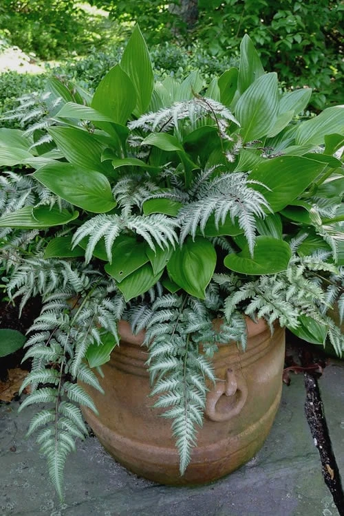 Japanese Painted Fern - 10 Count Flat Of Quart Pots 4 Japanese Painted Fern - 10 Count Flat Of Quart Pots - Image 4