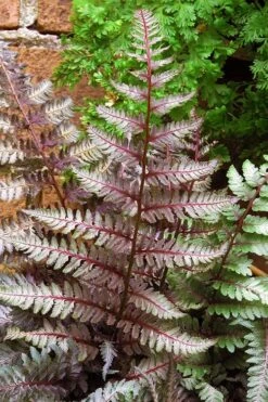 Regal Red Japanese Painted Fern - 5 Pack Of Quart Pots 7 Regal Red Japanese Painted Fern - 5 Pack Of Quart Pots -Foliage Dream Sales Store athyrium pictum regal red japanese painted fern 11 2
