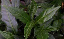 Dwarf Green Aucuba - Japanese Laurel - 3 Gallon Pot -Foliage Dream Sales Store aucuba dwarf green foliage 1