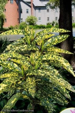 Hosoba Hoshifu Variegated Aucuba (Japanese Laurel) - 1 Gallon Pot -Foliage Dream Sales Store aucuba hosoba hoshifu11
