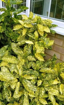 Golden King Aucuba (Male) - 3 Gallon Pot -Foliage Dream Sales Store aucuba japonica golden king japanese laurel 1