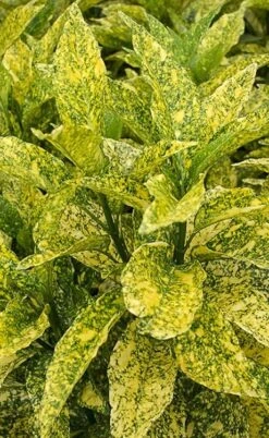 Golden King Aucuba (Male) - 3 Gallon Pot