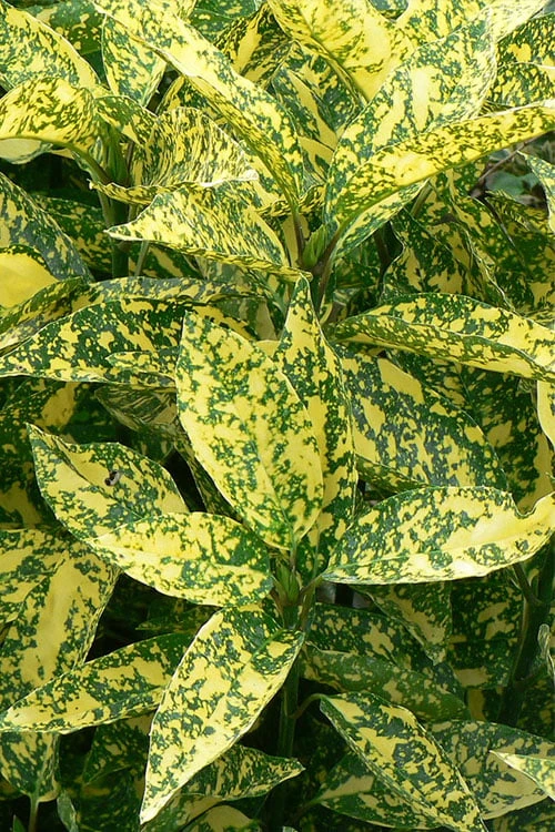 Marmorata Aucuba (Japanese Laurel) - 1 Gallon Pot 1 Marmorata Aucuba (Japanese Laurel) - 1 Gallon Pot