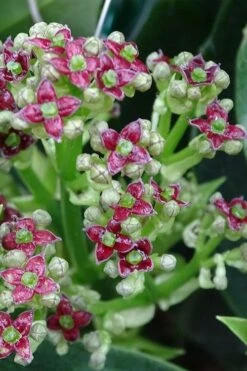 Rozannie Dwarf Aucuba (Japanese Laurel) - 3 Gallon Pot -Foliage Dream Sales Store aucuba japonica rozannie japanese laurel 1