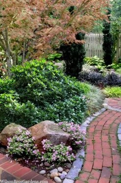 Rozannie Dwarf Aucuba (Japanese Laurel) - 3 Gallon Pot -Foliage Dream Sales Store aucuba japonica rozannie japanese laurel 12