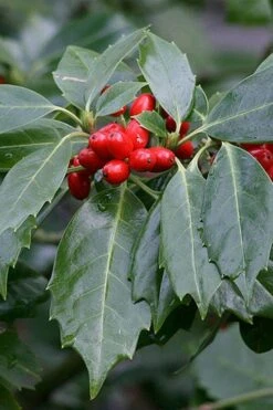 Rozannie Dwarf Aucuba (Japanese Laurel) - 3 Gallon Pot -Foliage Dream Sales Store aucuba japonica rozannie japanese laurel 6