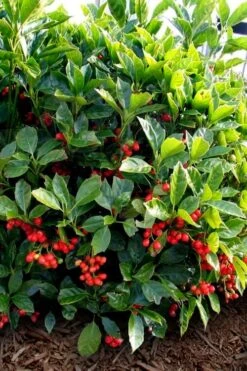 Rozannie Dwarf Aucuba (Japanese Laurel) - 3 Gallon Pot -Foliage Dream Sales Store aucuba japonica rozannie japanese laurel 8