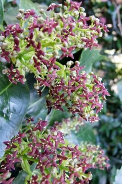 Rozannie Dwarf Aucuba (Japanese Laurel) - 3 Gallon Pot -Foliage Dream Sales Store aucuba japonica rozannie japanese laurel 9