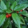 Sawtoothed Aucuba Serratifolia - 1 Gallon Pot