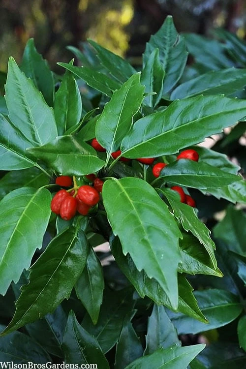 Sawtoothed Aucuba Serratifolia - 6 Pack Of 1 Gallon Pots 1 Sawtoothed Aucuba Serratifolia - 6 Pack Of 1 Gallon Pots