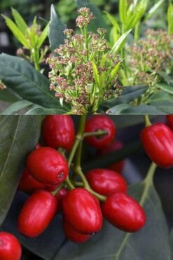 Sawtoothed Aucuba Serratifolia - 6 Pack Of 1 Gallon Pots 14 Sawtoothed Aucuba Serratifolia - 6 Pack Of 1 Gallon Pots -Foliage Dream Sales Store aucuba japonica serratifolia sawtoothed japanese laurel 21