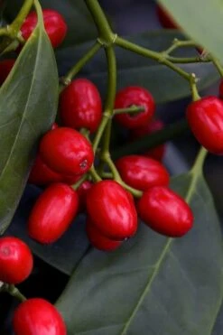 Sawtoothed Aucuba Serratifolia - 1 Gallon Pot -Foliage Dream Sales Store aucuba japonica serratifolia sawtoothed japanese laurel 23 1