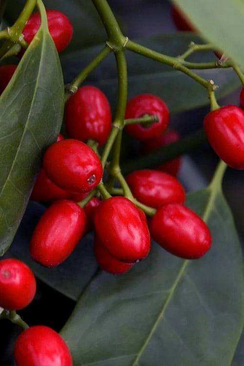 Sawtoothed Aucuba Serratifolia - 6 Pack Of 1 Gallon Pots 5 Sawtoothed Aucuba Serratifolia - 6 Pack Of 1 Gallon Pots - Image 5