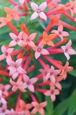 Estrellita Little Star Firecracker Bush (Bouvardia) - 3 Pack Of Quart Pots -Foliage Dream Sales Store bouvardia estrellita little star firecracker bush 1