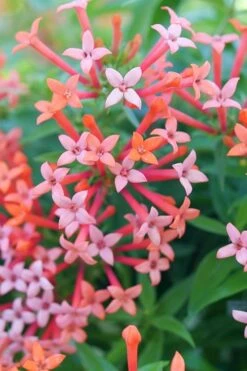 Estrellita Little Star Firecracker Bush (Bouvardia) - 3 Pack Of Quart Pots -Foliage Dream Sales Store bouvardia estrellita little star firecracker bush 2