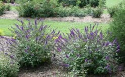 Lo & Behold Blue Chip Junior Butterfly Bush - 3 Gallon Pot -Foliage Dream Sales Store buddleia blue chip junior butterfly bush 2 2