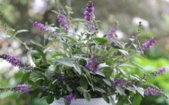 Lo & Behold Blue Chip Junior Butterfly Bush - 5 Pack Of Quart Pots -Foliage Dream Sales Store buddleia blue chip junior butterfly bush 6 1
