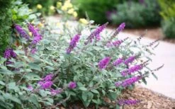 Lo & Behold Blue Chip Junior Butterfly Bush - 3 Gallon Pot -Foliage Dream Sales Store buddleia blue chip junior butterfly bush 7 2