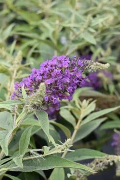 Lo & Behold Blue Chip Junior Butterfly Bush - 3 Gallon Pot -Foliage Dream Sales Store buddleia blue chip junior butterfly bush 8 2