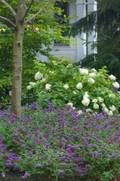 Lo & Behold Blue Chip Junior Butterfly Bush - 3 Gallon Pot -Foliage Dream Sales Store buddleia blue chip junior butterfly bush 9 2