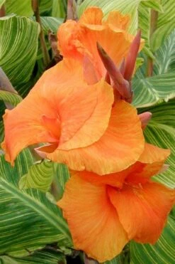 Bengal Tiger Canna Lily - 1 Gallon Pot -Foliage Dream Sales Store canna pretoria bengal tiger 1